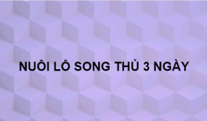 Nuoi- lo- song- thu- khung- 3- ngay